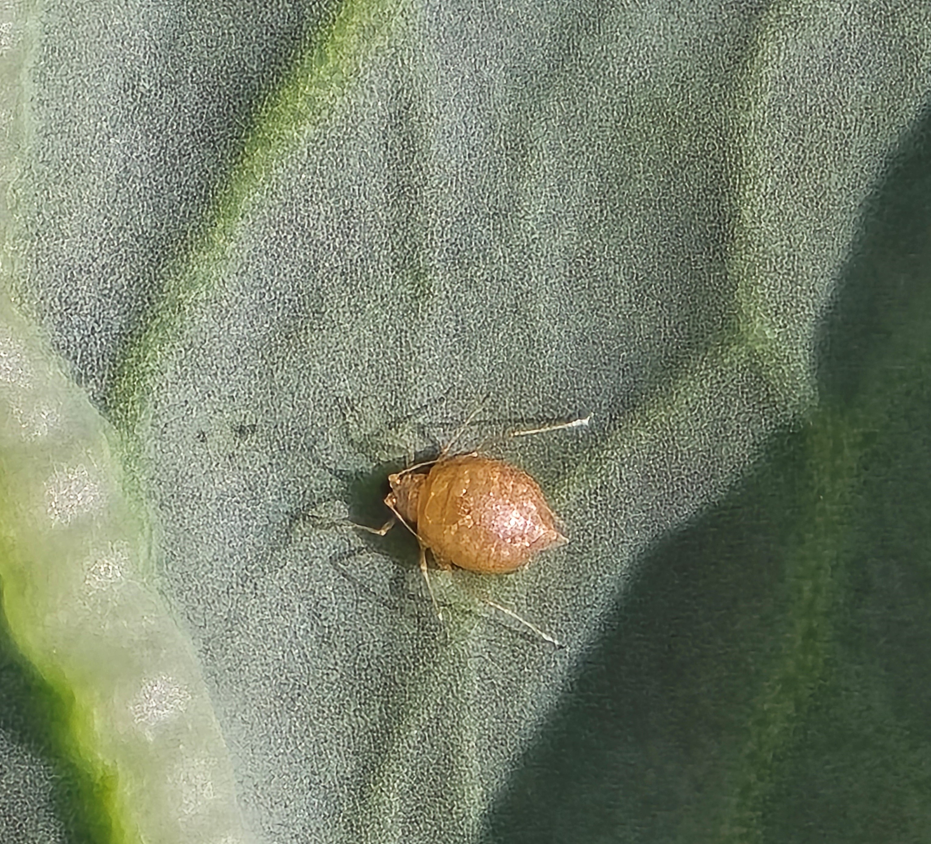 Close-up of a single golden-brown, swollen aphid mummy on a cabbage leaf, parasitized by a wasp. The textured leaf surface is clearly visible.